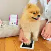 L’empreinte de votre chien gravée sur médaille – Image 6