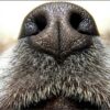 La médaille gravée de la truffe de votre chien. – Image 2