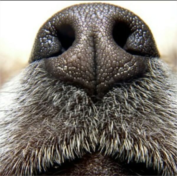 La médaille gravée de la truffe de votre chien. – Image 2