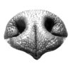 La médaille gravée de la truffe de votre chien. – Image 3